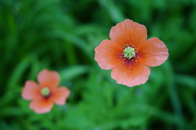 Close-up of orange flower