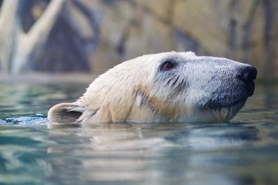 Side view of polar bear swimming in water