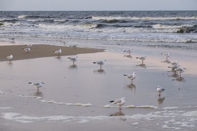 Seagulls on beach