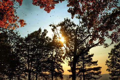 Low angle view of sunlight streaming through trees in forest