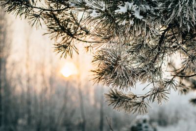 Close-up of pine tree during winter