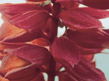 petal