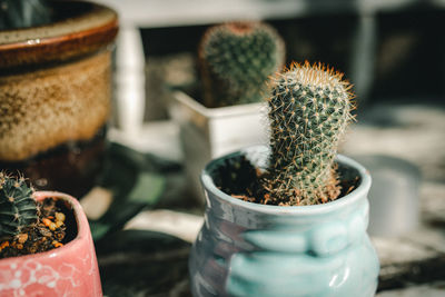 Close-up of succulent plant