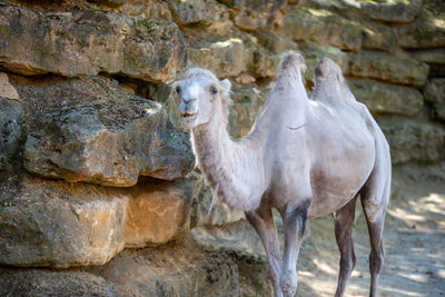 Horse standing on rock