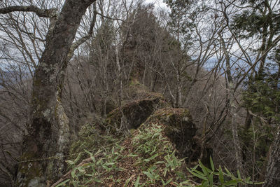 View of bare trees in forest