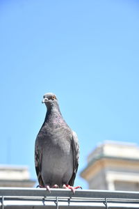 Pigeon perching on a wall