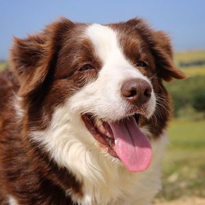 Close-up of border collie panting on field