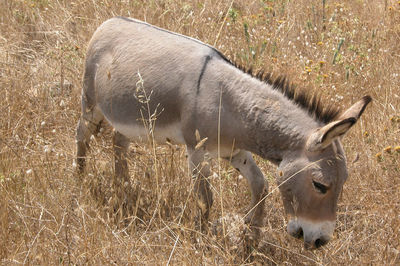 Close-up of deer on field