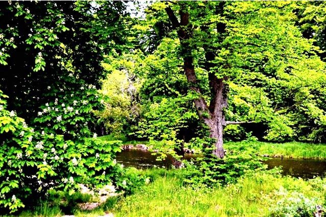 TREES GROWING ON GREEN LANDSCAPE