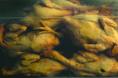 Close-up of chicken meat in water