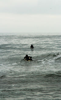 Ducks swimming in sea against sky