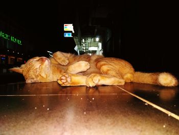 Ginger cat lying in kitchen