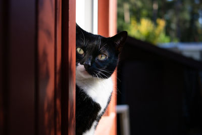 Portrait of black cat at home