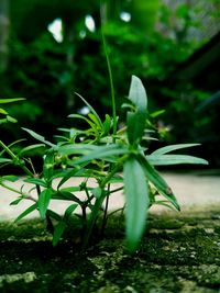 Close-up of fresh green plant in field