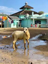 Sheep standing on beach