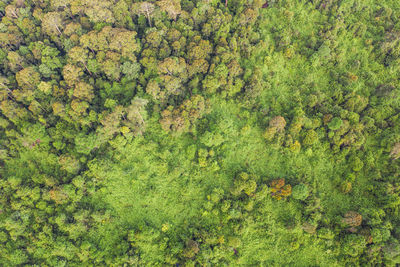 High angle view of plants and trees in forest