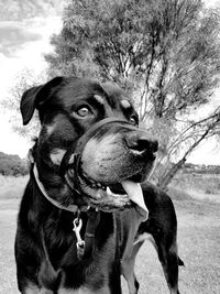 Close-up of dog looking away on field