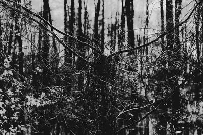 Close-up of trees in forest