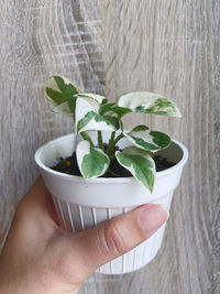 Midsection of person holding leaves