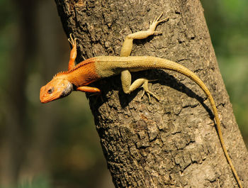 Close-up of lizard on tree trunk