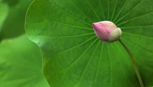 Close-up of pink flower bud