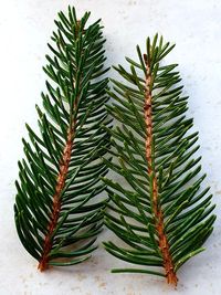 Close-up of green leaves on plant