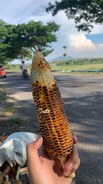 Jagung bakar adalah kesukaan kita semua 