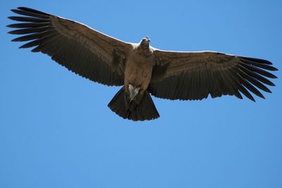 Low angle view of condor flying against clear blue sky