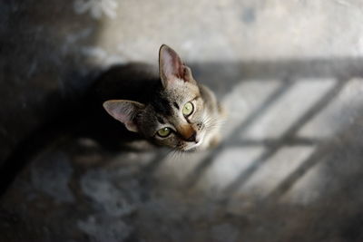 High angle view of cat walking on footpath