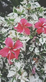 High angle view of pink hibiscus blooming outdoors