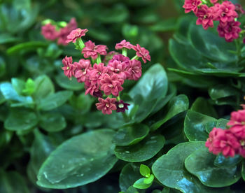 Close-up of pink flowering plants