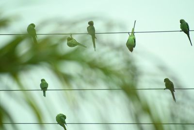 Low angle view of lizard on plant against sky