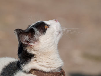 Close-up of cat looking away