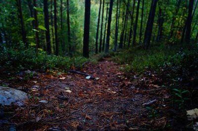 Trees in forest