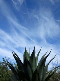 High section of plants against blue sky