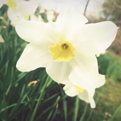 Close-up of white flower