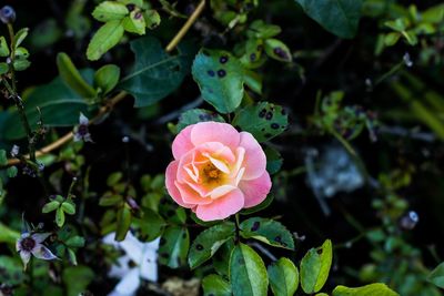 Close-up of pink flower