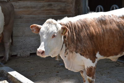 Close-up of cow