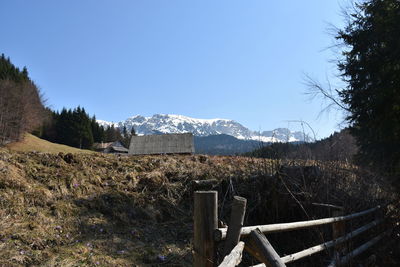 Scenic view of field against clear blue sky