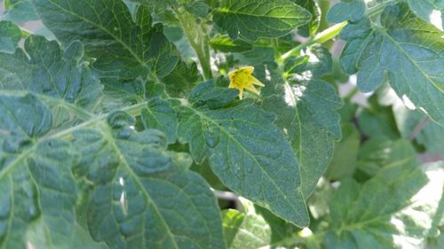 Close-up of green leaves on plant