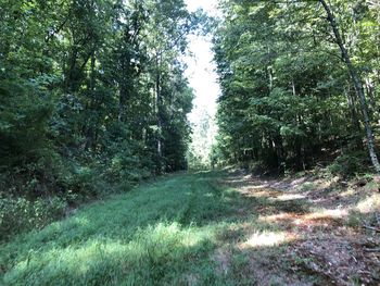 Trail amidst trees in forest