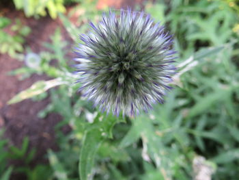 Close-up of thistle blooming outdoors