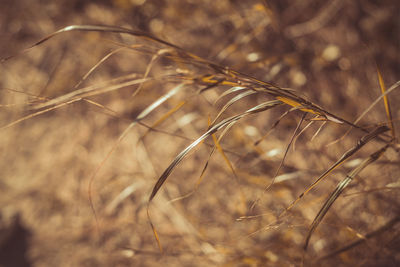 Close-up of wheat growing on field