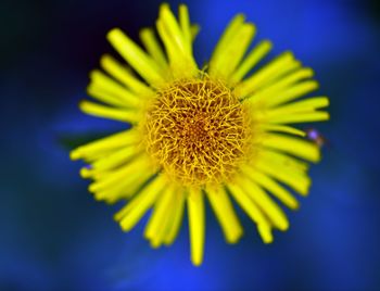 Close-up of yellow flower