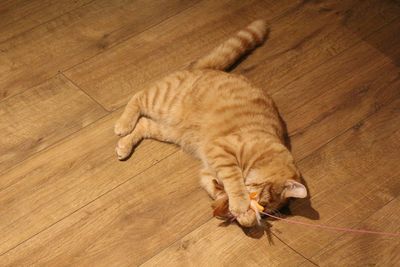 High angle view of cat sleeping on hardwood floor