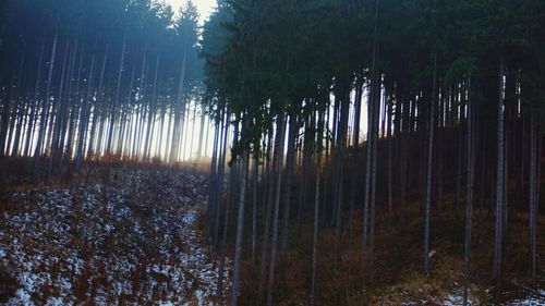 Trees growing in forest