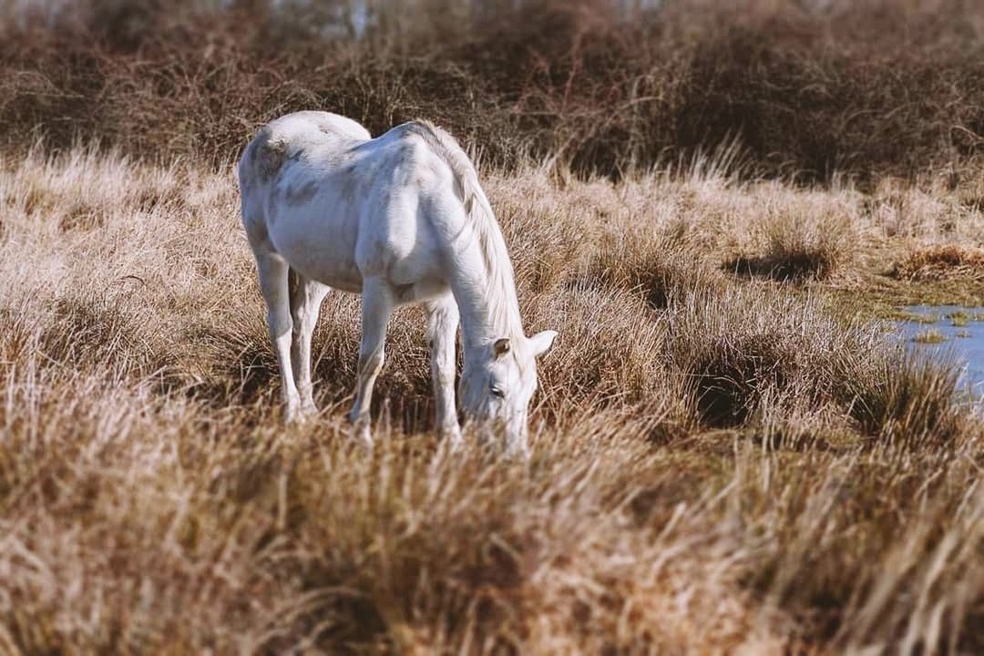 animal themes, animal, animal wildlife, mammal, grass, domestic animals, livestock, plant, animals in the wild, no people, one animal, land, vertebrate, day, field, nature, domestic, grazing, outdoors, herbivorous