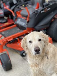 Close-up of dogs