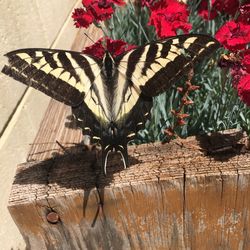 Close-up of flowers on wooden wall