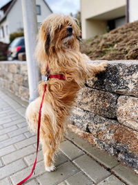 Dog looking away on footpath